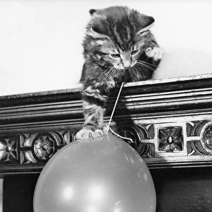 Tabby kitten and balloon