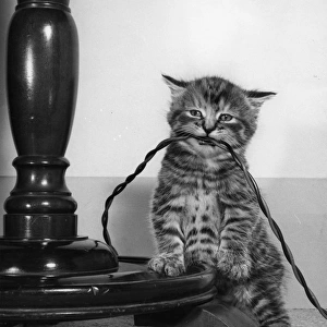 Tabby kitten with electric cable
