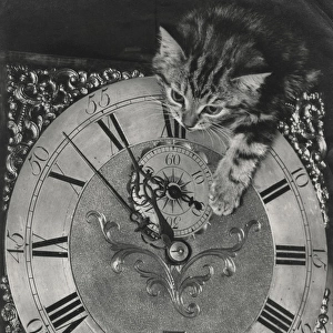 Tabby kitten with grandfather clock