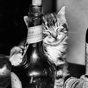 Tabby kitten with liqueur bottle
