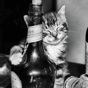 Tabby kitten with liqueur bottle