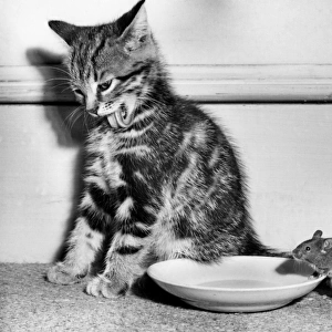 Tabby kitten, mouse and saucer