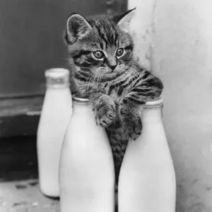 Tabby kitten with three pints of milk