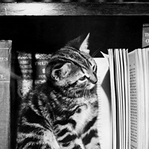 Tabby kitten reading a book
