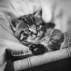 Tabby kitten relaxing on a deckchair