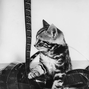 Tabby kitten with roll of celluloid film