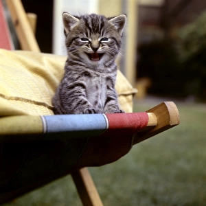 Tabby kitten sitting on a deckchair