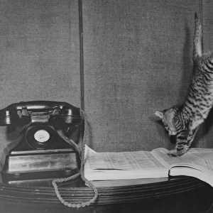 Tabby kitten with telephone and directory