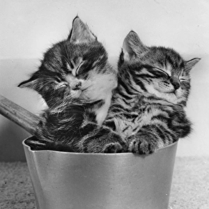 Two tabby kittens asleep in a saucepan