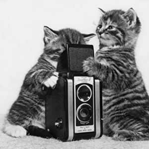 Two tabby kittens playing with a camera