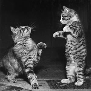 Two tabby kittens playing a game