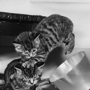 Two tabby kittens playing with a saucepan