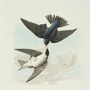 Tachycineta bicolor, tree swallow