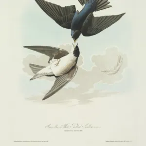 Tachycineta bicolor, tree swallow