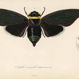 Tacua speciosa cicada