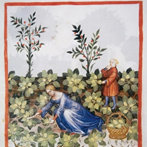 Tacuinum Sanitatis. Late 14th century. Woman picking chards