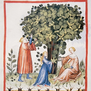 Tacuinum Sanitatis. Late 14th century. Family picking hazeln