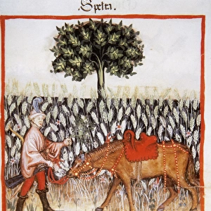 Tacuinum Sanitatis. Late 14th century. Man with horse in a f