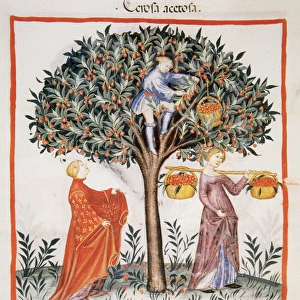 Tacuinum Sanitatis. Late XIV century. Picking sour cherries