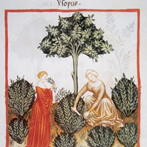 Tacuinum Sanitatis. Late XIV century. Women picking hyssop