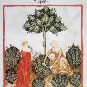 Tacuinum Sanitatis. Late XIV century. Women picking hyssop