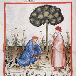 Tacuinum Sanitatis. Late XIV century. Men picking sedge