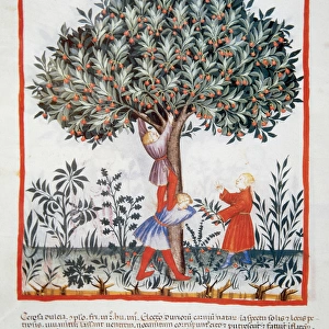Tacuinum Sanitatis. Late XIV century. Picking sweet cherries