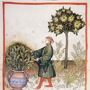 Tacuinum Sanitatis. Late XIV century. Man picking basil