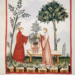 Tacuinum Sanitatis. Late XIV century. Watering a marjoram pl