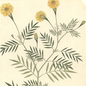 Tagetes erecta L. marigold