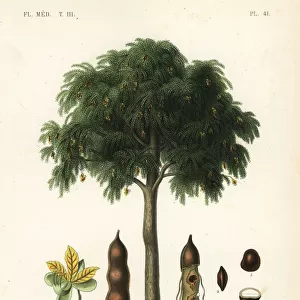 Tamarind tree, Tamarindus indica