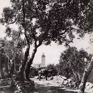 Tangier, Morocco - The Lighthouse viewed from a garden