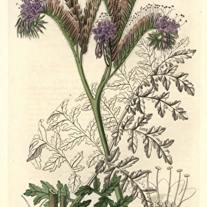 Tansy-leaved or lacy phacelia, Phacelia tanacetifolia