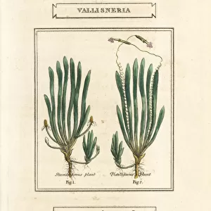 Tape grass or eel grass, Vallisneria spiralis