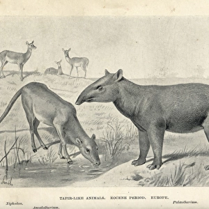 Tapir-like animals of the Eocene