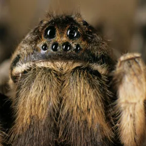 Tarantula spider - close-up of face