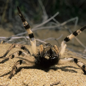 Tarantula spider in threatening pose