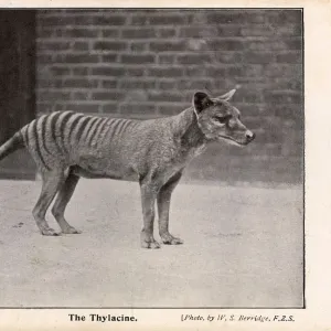 Tasmanian Tiger or Thylacine