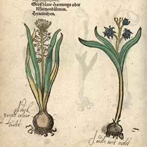Tassel hyacinth, Leopoldia comosa, and hyacinth