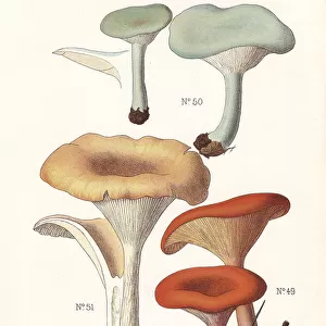 Tawny funnel cap and aniseed toadstool