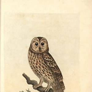 Tawny owl, Strix stridula, Brown owl, Strix aluco