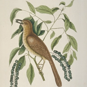 Taxostoma rufum, brown thrasher