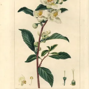 Tea, Camellia sinensis, native to China