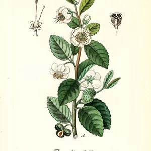 Tea plant, Camellia chinensis (Thea chinensis)