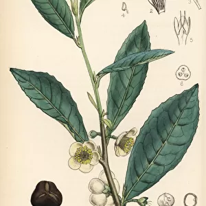 Tea plant, Camellia sinensis