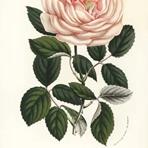 Tea rose hybrid, Auguste Oger, Rosa chinensis