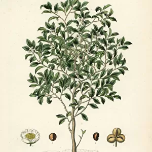 Tea tree or tea plant, Camellia sinensis