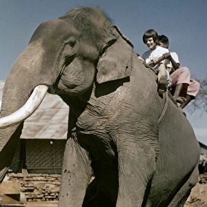 Teak mill - elephant - Moulmein