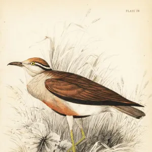 Temmincks courser, Cursorius temminckii