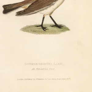 Temmincks lark, Eremophila bilopha